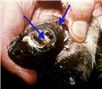 Cover for Trueperella pyogenes infections