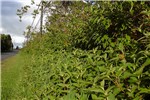 Habit Tibouchina urvilleana (princessflower or glory bush); roadside habit at Volcano, Hawaii. February 20, 2004