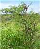 Habit
Indigofera suffruticosa (upright indigo); habit. Paia, Maui.April 16, 2006