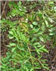 Habit and foliage Indigofera suffruticosa (upright indigo); habit and foliage. Mokolii, Oahu. April 19, 2005