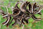 Mature seed pods Indigofera suffruticosa (upright indigo); fully mature seedpods, note black seeds still present in some pods. Kipahulu LZ, Haleakala National Park, Maui. February 24, 2009