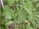 'Habit, Form A' with 'Form B' Rubus niveus (mysore raspberry, hill raspberry); 'Form A' with 'Form B'. Kula, Maui. November 17, 2000