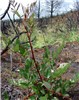 'Form B', habit Rubus niveus (mysore raspberry, hill raspberry); 'Form B' coming up in post fire planting area. Polipoli, Maui. September 08, 2007