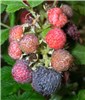 R 'Form A', fruits Rubus niveus (mysore raspberry, hill raspberry); 'Form A' fruits. Haleakala Ranch, Maui. November 23, 2005