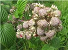 Ripening fruit Rubus niveus (mysore raspberry, hill raspberry); ripening fruit and leaves. Kula, Maui. May 02, 2011
