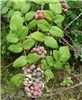 'Form A' , fruit and leaves Rubus niveus (mysore raspberry, hill raspberry); 'Form A' fruit and leaves. Upper Kimo Drive, Kula, Maui. June 21, 2007
