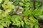 'Form B', fruits and leaves Rubus niveus (mysore raspberry, hill raspberry); 'Form B' fruit, stems, thorns and leaves. Polipoli, Maui. September 08, 2007