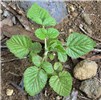 'Form A', seedling Rubus niveus (mysore raspberry, hill raspberry); 'Form A' seedling. Kula, Maui. November 14, 2003.