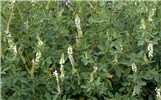 Habit Melilotus albus (white melilot, honey clover); detail of flowering plant