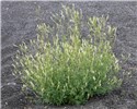 Habit Melilotus albus (white melilot, honey clover); large flowering plant on gravel