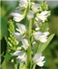 Flower spike Melilotus albus (whte melilot, honey clover); close-up of flower spike