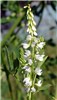 Flower spike Melilotus albus (whte melilot, honey clover); flower spike