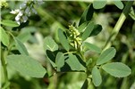 Young flowers and leaves Melilotus albus (whte melilot, honey clover); young flowers and leaves