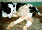 Cover for digestive diseases of large ruminants