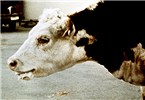 Cover for respiratory diseases of large ruminants