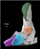 Penial sheath; Pomacea maculata Pomacea maculata critical point-dried penial sheath, showing two glands on the dorsal surface. Key = Green: apical sheath gland; Orange: basal penis sheath gland; Blue: penis bulb and penis pouch; Purple: prostate. Reproduced from Hayes et al. (2012).
