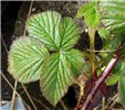 Leaves and spiny stem Rubus argutus (blackberry); leaves and spiny stem. East Maui, Maui. April, 2009.