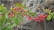 Fruiting habit Rubus argutus (sawtooth blackberry); fruiting habit. Pohakuokala Gulch, Maui. August, 2005.