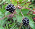 Mature fruit and leaves Rubus argutus (sawtooth blackberry); mature fruit and leaves. Shibuya Farm Kula, Maui. March, 2011.