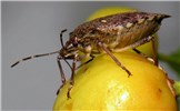 Adult feeding Brown marmorated stink bug (Halyomorpha halys); adult feeding on a cherry.