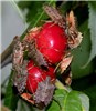 Adults feeding Adult brown marmorated stink bugs (Halyomorpha halys) feeding on cherries