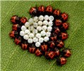 Newly emerged nymphs Brown marmorated stink bug (Halyomorpha halys); newly emerged nymphs around egg mass.
