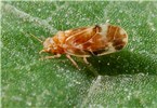 Natural enemy The Psyllid, Aphalara itadori (Homoptera), a natural enemy of Japanese knotweed (Fallopia japonica). Adult.