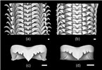 Radular morphology of Pomacea maculata and Pomacea canaliculata Radular morphology of Pomacea maculata (a & c) and Pomacea canaliculata (b & d). c & d are rachidian teeth. All scale bars = 100 µm.