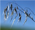Panicle Nodding panicle of B. tectorum.