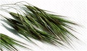 Spikelets Spikelets of B. tectorum.