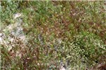 Habit Looking directly down on a dense stand of B. tectorum.