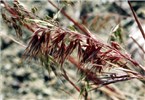 Maturing panicle Panicle of B. tectorum during the red colour stage that occurs just before maturity.