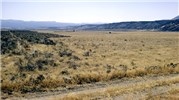 Wildfire site If the native perennial grasses are depleted by excessive grazing, B. tectorum will gain dominance of the understorey and the site will burn in a wildfire. After a fire the woody species will be gone and the exotic annual will have complete dominance. The site will be closed to recruitment of seedlings of native perennial species.
