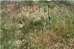 Control treatment Control treatment in a nitrogen immobilization experiment in the salt deserts of the Intermountain Area of western North America. The site is in the 100 mm precipitation zone, but above average precipitation produced the dense stand of B. tectorum. Note spade is 1 m high.