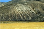 Wildfire site When a B. tectorum dominated site burns, the soil surface is exposed to accelerated erosion. A high intensive summer thunder storm hit the slope after a wildfire causing the erosion. Unburned B. tectorum in the valley bottom.