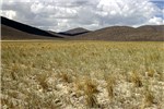 Artificially seeded perennial grasses The cycle of B. tectorum invasion and wildfires on rangelands can be broken through weed control and artificially seeding perennial grasses.