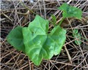 Seedling Coccinia grandis (scarlet-fruited ivy gourd, tam lung); seedling. Sand Island, Midway Atoll. June 01, 2008.