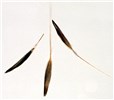 Caryopses Caryopses of B. tectorum.