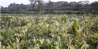 Symptoms Maize lethal necrosis disease symptoms. Naivasha, Kenya. March 2012