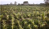 Symptoms Maize lethal necrosis disease symptoms. Naivasha, Kenya. March 2012