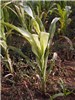 Symptoms Maize lethal necrosis disease symptoms. Naivasha, Kenya. March 2012