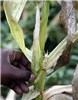 Symptoms Maize lethal necrosis disease symptoms. Naivasha, Kenya. March 2012