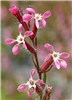 Flower Silene gallica (English catchfly); typical flower spike, with pink petals.