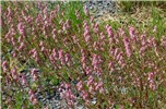 Habit Silene gallica (English catchfly); mass of flowering plants.
