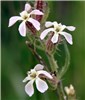 Flowers Silene gallica (English catchfly); flowers with white petals.
