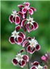 Flowers Silene gallica (English catchfly); flowers with large dark red spots on the petals.