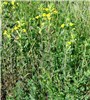 Habit Parentucellia viscosa (yellow glandweed); habit in grassland.