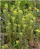 Habit Parentucellia viscosa (yellow glandweed); habit showing flowering plants.