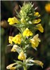 Inflorescence Parentucellia viscosa (yellow glandweed); inflorescence.