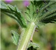 Viscous hairs on stem and leaves Parentucellia viscosa (yellow glandweed); viscous hairs on stem and leaves.